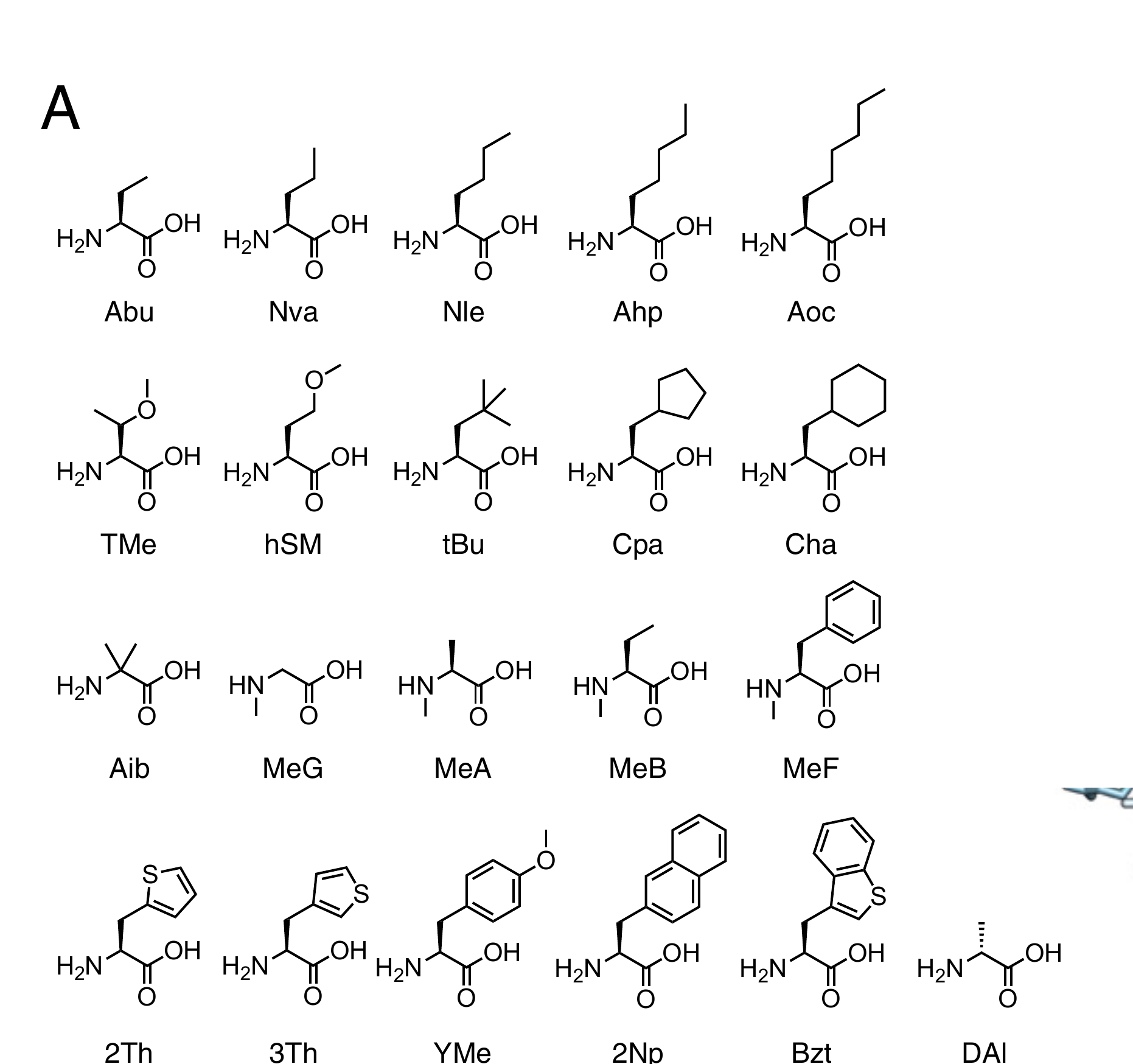 The 21 non-proteinogenic amino acids used