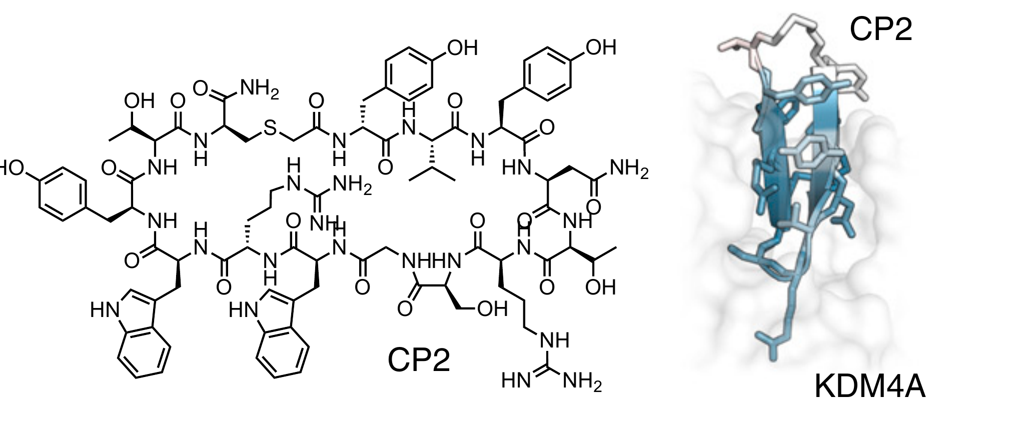CP2 macrocycle bound to KDM4A